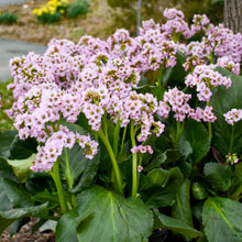 Load image into Gallery viewer, Bergenia &#39;Fairytale Romance&#39;
