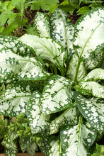 Load image into Gallery viewer, Pulmonaria 'Moonshine'
