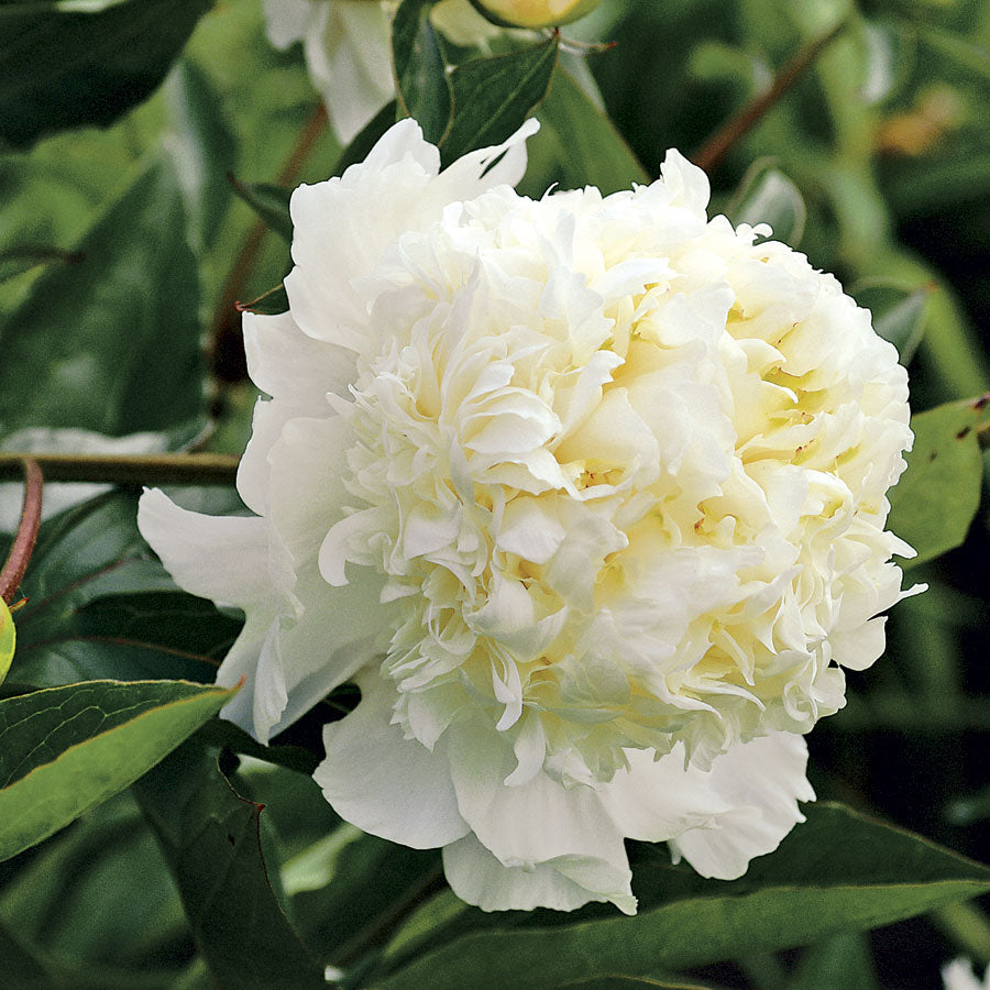 Peony 'Charles' White'