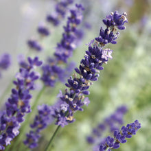Load image into Gallery viewer, Lavender 'Big Time Blue'
