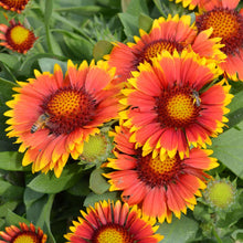 Load image into Gallery viewer, Gaillardia &#39;Arizona Sun&#39;
