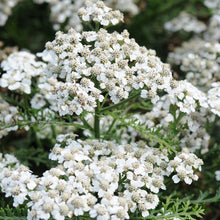 Load image into Gallery viewer, Achillea 'New Vintage White'

