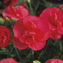 Load image into Gallery viewer, Dianthus 'Rosebud'
