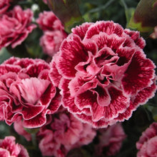 Load image into Gallery viewer, Dianthus Scent First® &#39;Sugar Plum&#39;
