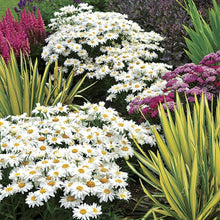 Load image into Gallery viewer, Leucanthemum 'Whoops-a-Daisy'
