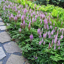 Load image into Gallery viewer, Astilbe &#39;Pumila&#39;

