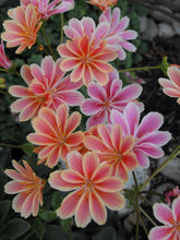 Load image into Gallery viewer, Lewisia &#39;Sunset Strain&#39;
