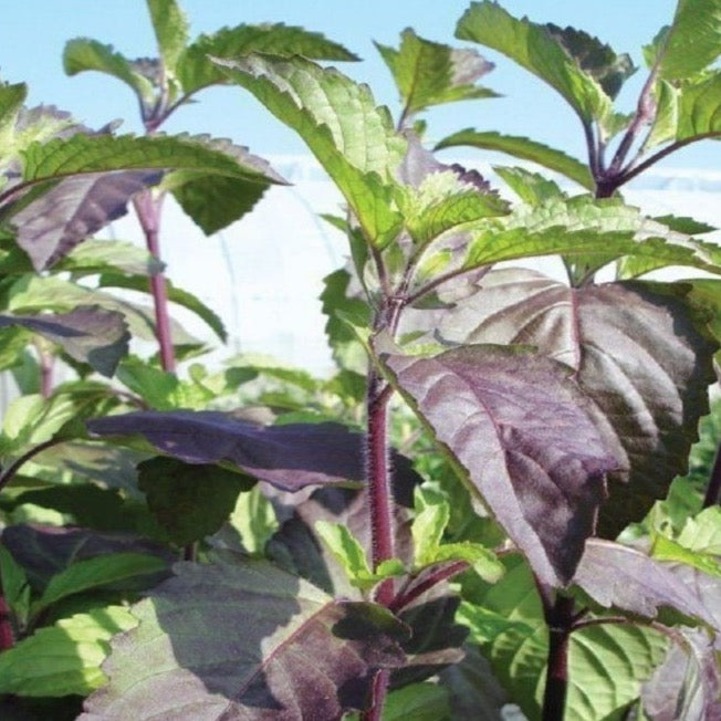 Basil 'Holy Red and Green'