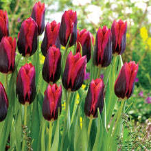 Load image into Gallery viewer, Tulip &#39;Slawa&#39;
