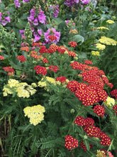Load image into Gallery viewer, Achillea &#39;Strawberry Seduction&#39;
