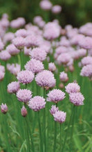 Load image into Gallery viewer, Allium &#39;Chivette&#39;
