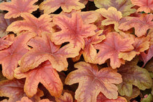 Load image into Gallery viewer, Heucherella 'Brass Lantern'
