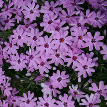 Load image into Gallery viewer, Phlox &#39;Fort Hill&#39;
