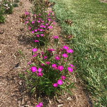 Load image into Gallery viewer, Dianthus 'Rockin'™ Purple'
