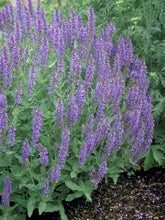 Load image into Gallery viewer, Salvia &#39;Blue Hill&#39;
