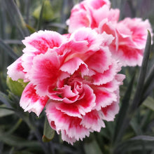 Load image into Gallery viewer, Dianthus Scent First® &#39;Coral Reef&#39;
