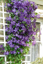 Load image into Gallery viewer, Clematis &#39;Jackmanii&#39;
