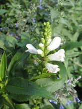 Load image into Gallery viewer, Physostegia &#39;Miss Manners&#39; (Obedient Plant)

