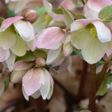 Load image into Gallery viewer, Helleborus &#39;Ivory Prince&#39;
