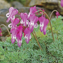 Load image into Gallery viewer, Dicentra &#39;Luxuriant&#39; (Bleeding Heart)
