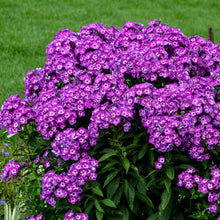 Load image into Gallery viewer, Phlox &#39;Laura&#39;
