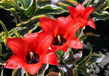 Load image into Gallery viewer, Tulip &#39;Red Riding Hood&#39;
