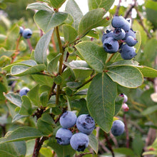 Load image into Gallery viewer, Highbush Blueberry
