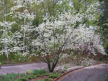 Load image into Gallery viewer, Allegheny Serviceberry
