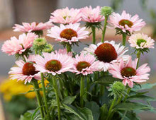 Load image into Gallery viewer, Echinacea 'Sunseekers Salmon'
