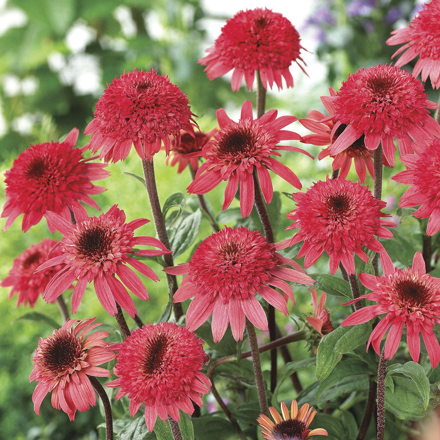 Echinacea 'Cone-Fections™ Raspberry Truffle'