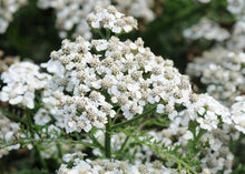 Load image into Gallery viewer, Achillea 'New Vintage White'
