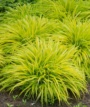 Load image into Gallery viewer, Hakonechloa &#39;All Gold&#39;
