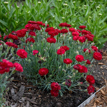 Load image into Gallery viewer, Dianthus &#39;Electric Red&#39;
