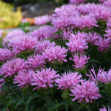 Load image into Gallery viewer, Monarda &#39;Pink Frosting&#39;
