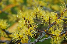 Load image into Gallery viewer, American Witch Hazel
