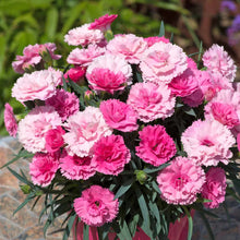 Load image into Gallery viewer, Dianthus 'I Love You'
