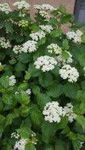 Load image into Gallery viewer, Viburnum &#39;Blue Muffin&#39;

