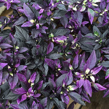 Load image into Gallery viewer, Ornamental Pepper &#39;Purple Flash&#39;
