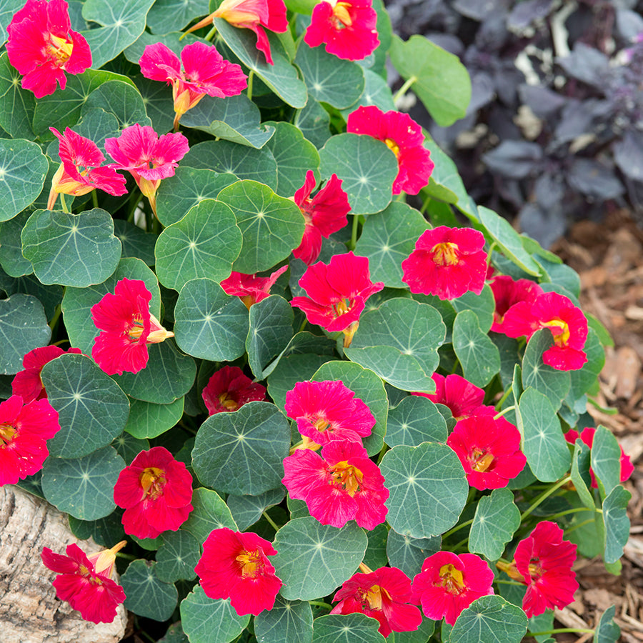 Nasturtium 'Baby Rose'