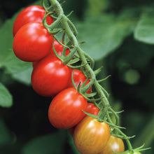 Load image into Gallery viewer, Tomato &#39;Sugar Rush&#39;
