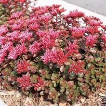 Load image into Gallery viewer, Sedum 'Fuldaglut'

