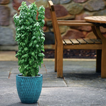 Load image into Gallery viewer, Basil &#39;Everleaf Emerald Towers&#39;

