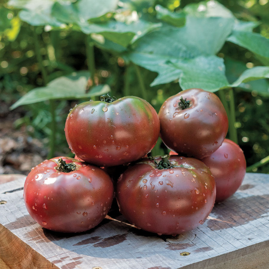 Tomato 'Purple Boy'