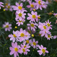 Load image into Gallery viewer, Coreopsis 'American Dream'
