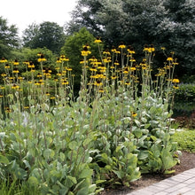 Load image into Gallery viewer, Rudbeckia maxima
