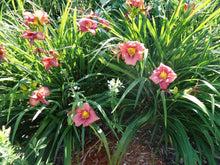 Load image into Gallery viewer, Hemerocallis 'Rosy Returns' (Daylily)
