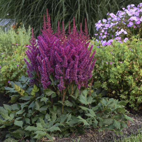 Astilbe 'Visions'