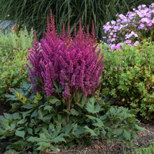 Load image into Gallery viewer, Astilbe &#39;Visions&#39;
