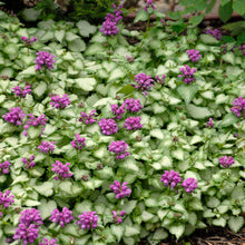 Load image into Gallery viewer, Lamium &#39;Purple Dragon&#39;
