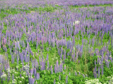 Load image into Gallery viewer, Wild Lupine
